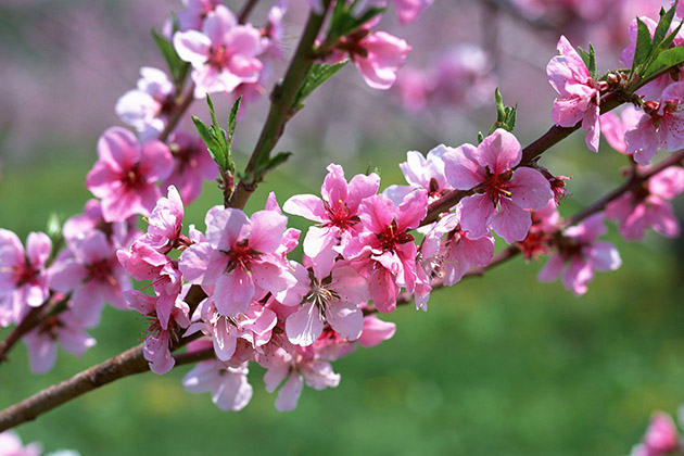 Đào tặng tết
